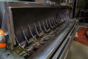 Scalding tank for pigs in kill/processing room - Captured at Carey Bros Abattoir, Yangan QLD Australia.