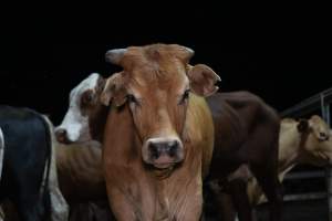 Cows in outdoor holding pens - Captured at Greenmountain Food Processing, Coominya QLD Australia.