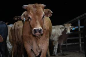 Cows in outdoor holding pens - Captured at Greenmountain Food Processing, Coominya QLD Australia.