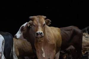 Cows in outdoor holding pens - Captured at Greenmountain Food Processing, Coominya QLD Australia.