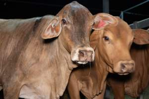 Cows in outdoor holding pens - Captured at Greenmountain Food Processing, Coominya QLD Australia.