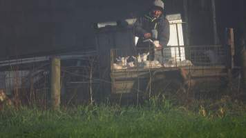 Baby goats shot with bolt gun at major goat dairy farm - The main breeding and milking farm for the notorious Gippy Goat facility, owned at the time by John Gommans. - Captured at Cibus Goats, Trafalgar East VIC Australia.