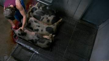 Slaughtered pigs on the sticking platform - Screenshot from hidden camera footage - Captured at Steve's Country Kills, Chinchilla QLD Australia.