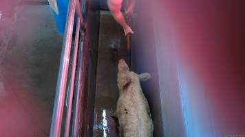 Large pig shot with a rifle in the knockbox - Screenshot from hidden camera footage - Captured at Steve's Country Kills, Chinchilla QLD Australia.