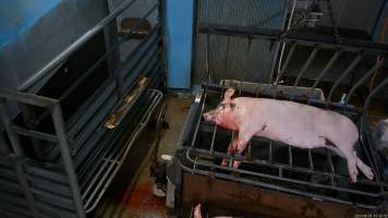 Pig in a dehairing machine - After scalding tank. Screenshot from hidden camera footage. - Captured at Steve's Country Kills, Chinchilla QLD Australia.