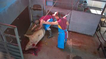 Pig being hoisted to shackle line - After being shot in knockbox. Screenshot from hidden camera footage. - Captured at Steve's Country Kills, Chinchilla QLD Australia.