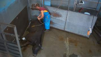 Cow being hoisted to shackle line - After being shot in knockbox. Screenshot from hidden camera footage. - Captured at Steve's Country Kills, Chinchilla QLD Australia.