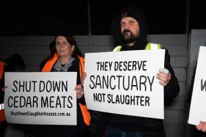 Cedar Meats Vigil - National Week Of Action 2025 - During the Shut Down Slaughterhouses Week of Action, we held a vigil outside of the Cedar Meats slaughterhouse in Brooklyn, Victoria.
During a two week investigation last year, our hidden cameras captured the handling and slaughter of animals, including newborn lambs and kids born in the holding pens of the slaughterhouse.
It was a Wednesday night when we gathered outside the slaughterhouse, holding signs and listening to music and speeches from investigators. We wanted to send a message to Cedar Meats, to let them know that we have not forgotten how they treat animals when they believe that no one is watching
We poured fake blood across their driveway as a visual reminder to everyone passing by, that animals arriving here are coming to their deaths. At the gates to the slaughterhouse, we each left a flower.
The images of animals whose deaths we have seen will haunt us forever, but we are determined to continue to fight in their name. - Captured at Cedar Meats, Brooklyn VIC Australia.