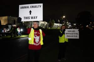 Cedar Meats Vigil - National Week Of Action 2025 - During the Shut Down Slaughterhouses Week of Action, we held a vigil outside of the Cedar Meats slaughterhouse in Brooklyn, Victoria.
During a two week investigation last year, our hidden cameras captured the handling and slaughter of animals, including newborn lambs and kids born in the holding pens of the slaughterhouse.
It was a Wednesday night when we gathered outside the slaughterhouse, holding signs and listening to music and speeches from investigators. We wanted to send a message to Cedar Meats, to let them know that we have not forgotten how they treat animals when they believe that no one is watching
We poured fake blood across their driveway as a visual reminder to everyone passing by, that animals arriving here are coming to their deaths. At the gates to the slaughterhouse, we each left a flower.
The images of animals whose deaths we have seen will haunt us forever, but we are determined to continue to fight in their name. - Captured at Cedar Meats, Brooklyn VIC Australia.