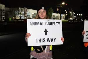 Cedar Meats Vigil - National Week Of Action 2025 - During the Shut Down Slaughterhouses Week of Action, we held a vigil outside of the Cedar Meats slaughterhouse in Brooklyn, Victoria.
During a two week investigation last year, our hidden cameras captured the handling and slaughter of animals, including newborn lambs and kids born in the holding pens of the slaughterhouse.
It was a Wednesday night when we gathered outside the slaughterhouse, holding signs and listening to music and speeches from investigators. We wanted to send a message to Cedar Meats, to let them know that we have not forgotten how they treat animals when they believe that no one is watching
We poured fake blood across their driveway as a visual reminder to everyone passing by, that animals arriving here are coming to their deaths. At the gates to the slaughterhouse, we each left a flower.
The images of animals whose deaths we have seen will haunt us forever, but we are determined to continue to fight in their name. - Captured at Cedar Meats, Brooklyn VIC Australia.