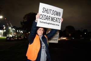 Cedar Meats Vigil - National Week Of Action 2025 - During the Shut Down Slaughterhouses Week of Action, we held a vigil outside of the Cedar Meats slaughterhouse in Brooklyn, Victoria.
During a two week investigation last year, our hidden cameras captured the handling and slaughter of animals, including newborn lambs and kids born in the holding pens of the slaughterhouse.
It was a Wednesday night when we gathered outside the slaughterhouse, holding signs and listening to music and speeches from investigators. We wanted to send a message to Cedar Meats, to let them know that we have not forgotten how they treat animals when they believe that no one is watching
We poured fake blood across their driveway as a visual reminder to everyone passing by, that animals arriving here are coming to their deaths. At the gates to the slaughterhouse, we each left a flower.
The images of animals whose deaths we have seen will haunt us forever, but we are determined to continue to fight in their name. - Captured at Cedar Meats, Brooklyn VIC Australia.