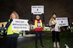 Cedar Meats Vigil - National Week Of Action 2025 - During the Shut Down Slaughterhouses Week of Action, we held a vigil outside of the Cedar Meats slaughterhouse in Brooklyn, Victoria.
During a two week investigation last year, our hidden cameras captured the handling and slaughter of animals, including newborn lambs and kids born in the holding pens of the slaughterhouse.
It was a Wednesday night when we gathered outside the slaughterhouse, holding signs and listening to music and speeches from investigators. We wanted to send a message to Cedar Meats, to let them know that we have not forgotten how they treat animals when they believe that no one is watching
We poured fake blood across their driveway as a visual reminder to everyone passing by, that animals arriving here are coming to their deaths. At the gates to the slaughterhouse, we each left a flower.
The images of animals whose deaths we have seen will haunt us forever, but we are determined to continue to fight in their name. - Captured at Cedar Meats, Brooklyn VIC Australia.