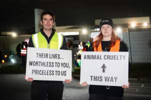 Cedar Meats Vigil - National Week Of Action 2025 - During the Shut Down Slaughterhouses Week of Action, we held a vigil outside of the Cedar Meats slaughterhouse in Brooklyn, Victoria.
During a two week investigation last year, our hidden cameras captured the handling and slaughter of animals, including newborn lambs and kids born in the holding pens of the slaughterhouse.
It was a Wednesday night when we gathered outside the slaughterhouse, holding signs and listening to music and speeches from investigators. We wanted to send a message to Cedar Meats, to let them know that we have not forgotten how they treat animals when they believe that no one is watching
We poured fake blood across their driveway as a visual reminder to everyone passing by, that animals arriving here are coming to their deaths. At the gates to the slaughterhouse, we each left a flower.
The images of animals whose deaths we have seen will haunt us forever, but we are determined to continue to fight in their name. - Captured at Cedar Meats, Brooklyn VIC Australia.