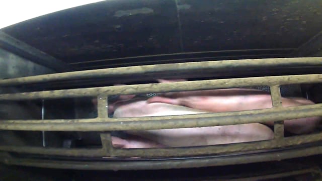 Full hour of pig gas chamber footage - Diamond Valley Pork