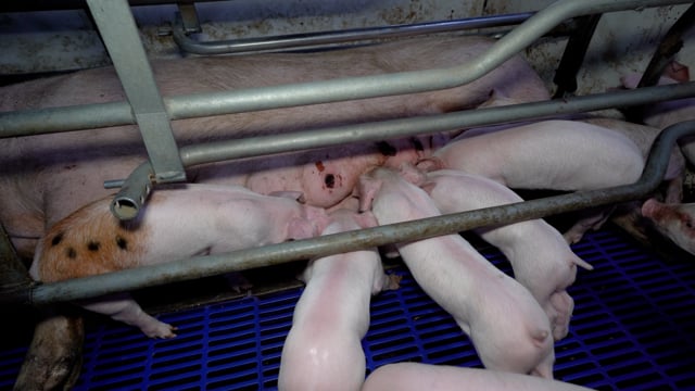 Wondaphil Piggery 2025 (summary)