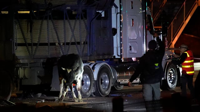 Cows killed in horrific Melbourne truck crash (1min)