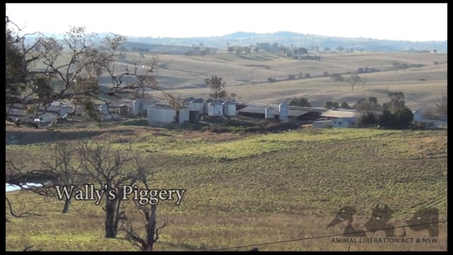 Australian Pig Farming: The Inside Story