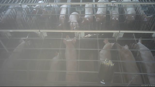 Sow stalls & insemination (hidden camera)