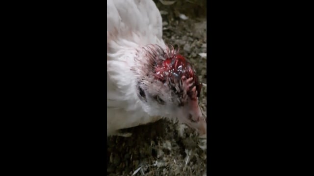 ProTen Broiler Farm - Bird with Serious Head Wound