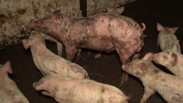 Bellfield Piggery (summary)