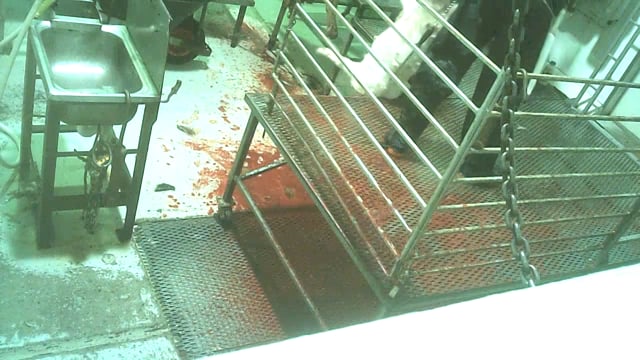 Goats in kill room at Gretna Abattoir TAS