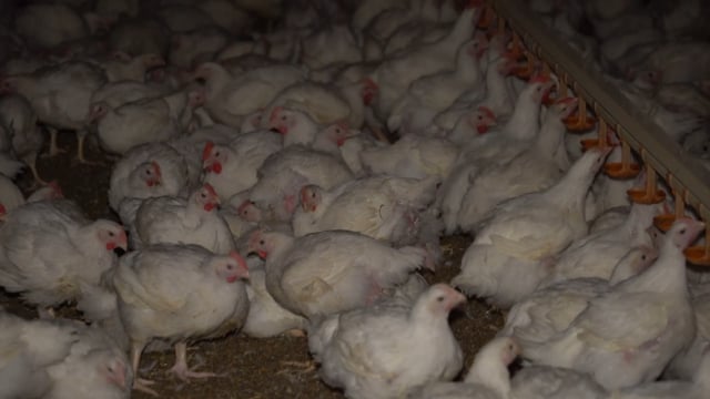 Australian broiler chicken farms: 2015-16