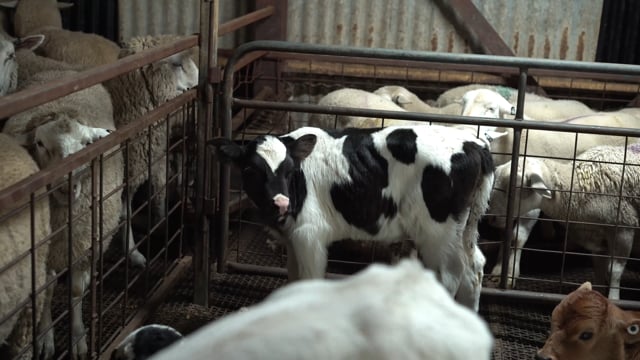 Strath Abattoir SA - calves (full edit)