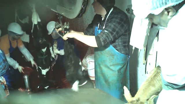 Bobby Calf Slaughter - Cressy Abattoir TAS 2016