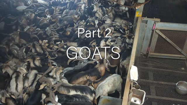 Cedar Meats Part 2 - Goats