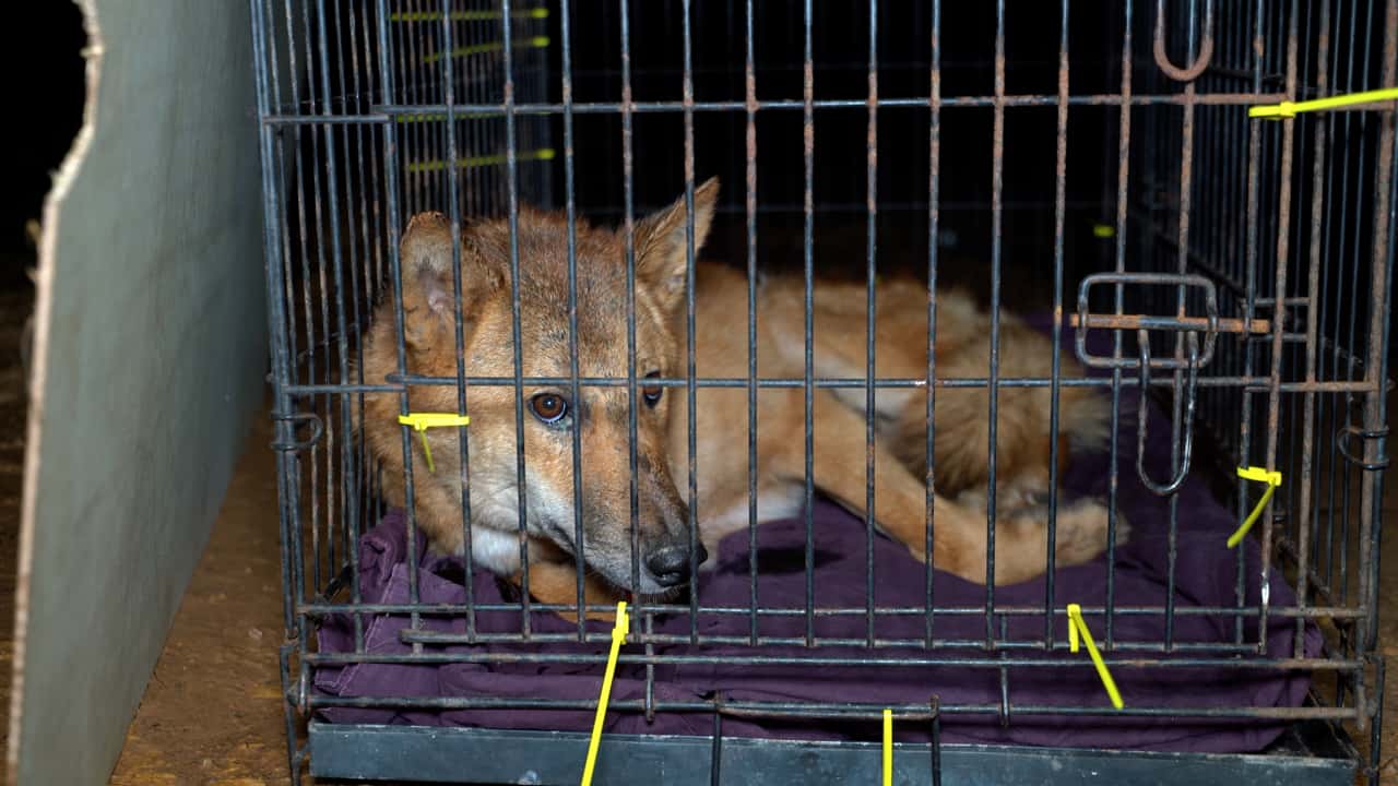 Dingo rescued from cruel trap