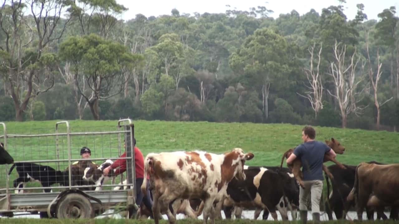 Calf separation on Tasmanian dairy farms