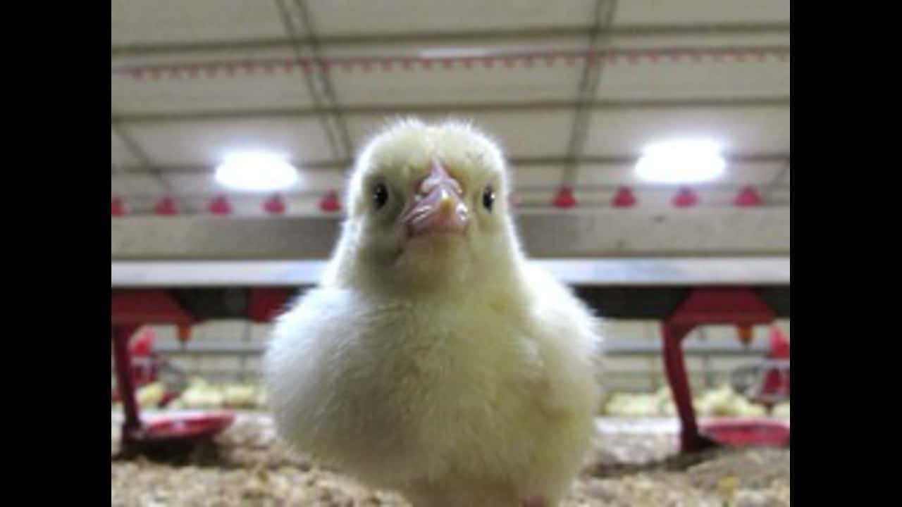 Life on a chicken farm