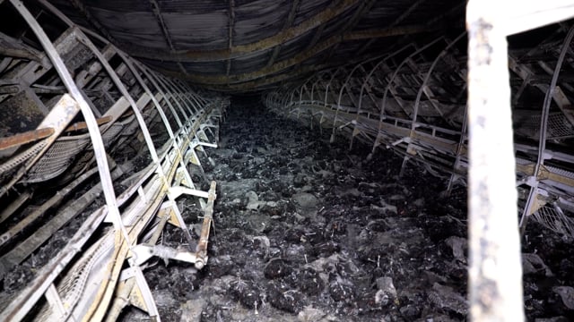 Aftermath of shed fire at Kinross intensive egg farm