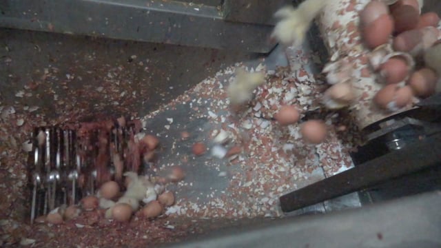 Male chick maceration at SBA Hatchery, VIC (slow motion): HD 1080p100 slowed to 50fps