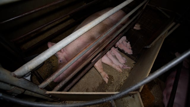 Evans Piggery 2025 (raw, longer)