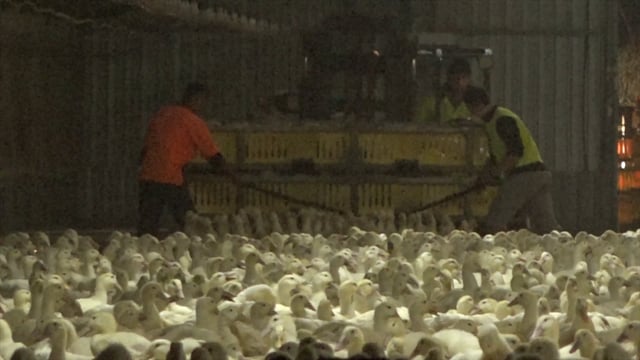 Duck farm depopulation