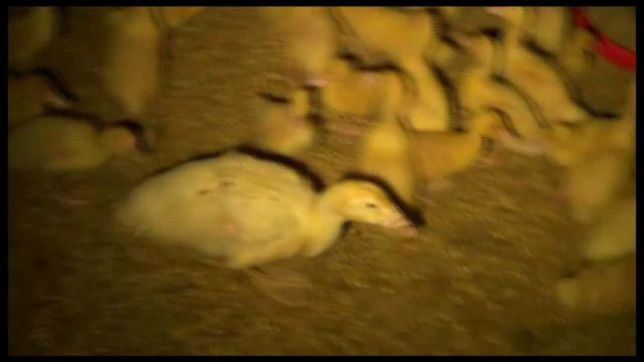 Australian Duck Farming NSW - Nov 2012