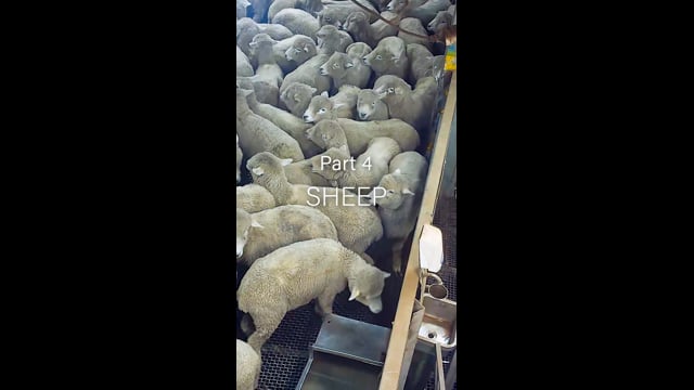 Cedar Meats Part 4 - Sheep (Instagram)