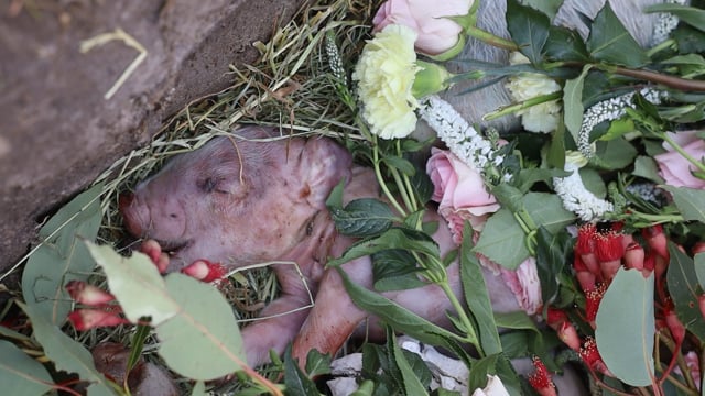 20 piglets laid to rest