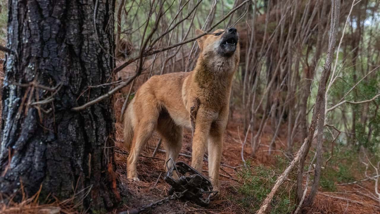 Dingo trapping in Victoria
