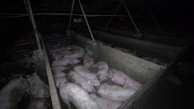 Griffiths Farms Piggery 2025 (summary)