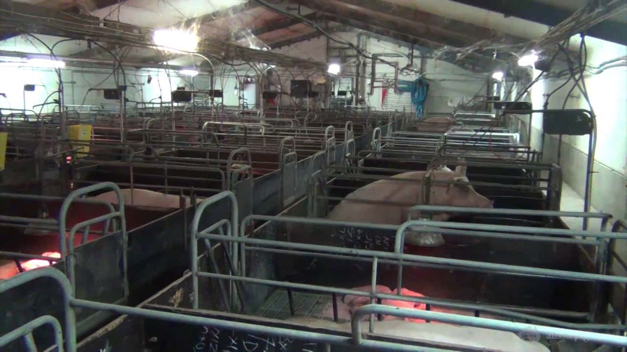 Windridge Farms' Templemore Piggery, Young NSW 2013