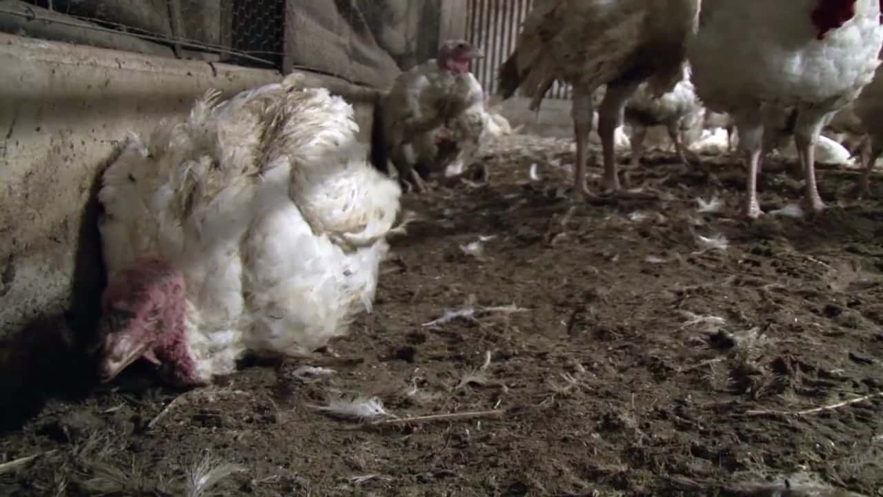 This Christmas, make the connection: Australian turkey farming