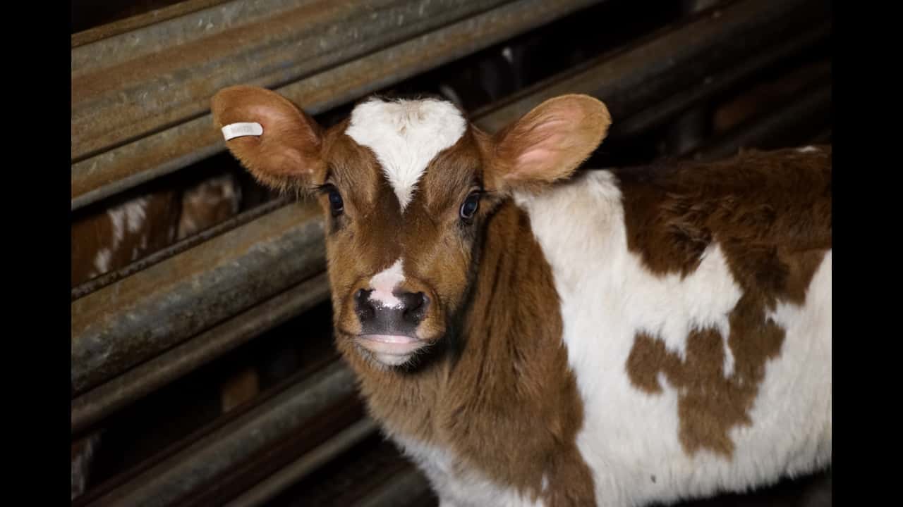 Australian Dairy Farming exposed (2 min)