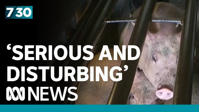 Pig abattoir ceases operations - ABC 7.30, April 26, 2023