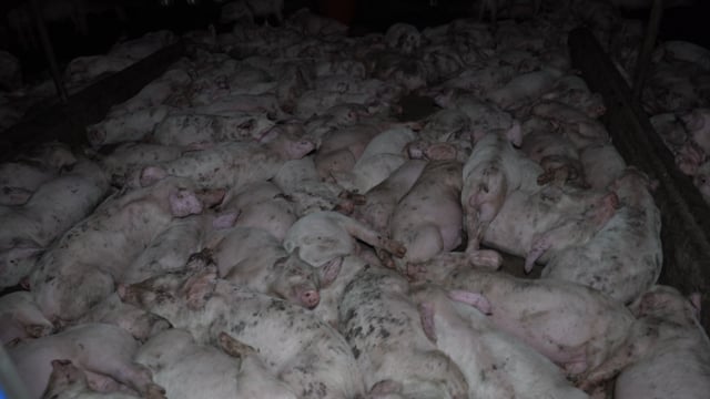 Nagambie Breeder Piggery 2025 (summary)