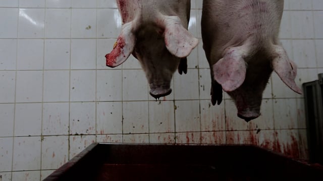 Pig slaughterhouse