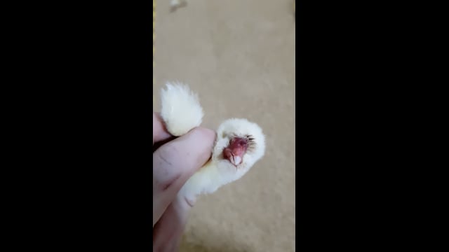 ProTen Broiler Farm - Faceless Baby Chick