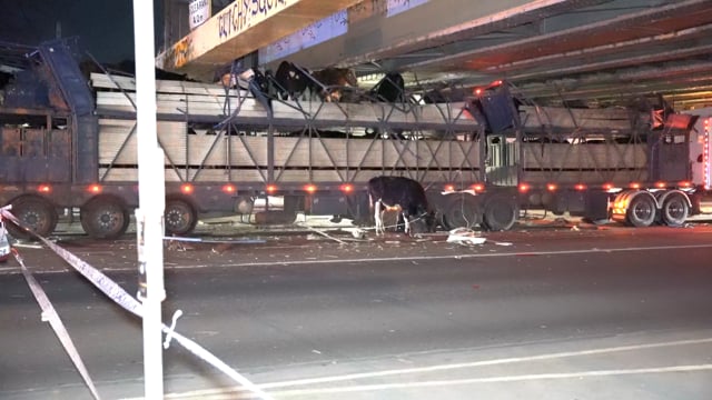 Cows killed in horrific Melbourne truck crash
