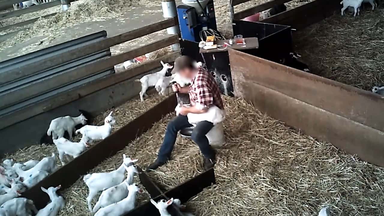 Disbudding of goat kids (long)